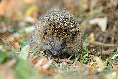 虽未官宣 第一人称射击《Neon White》Xbox版已通过评级 